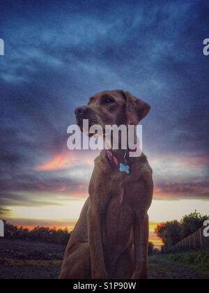 Einen gelben Labrador Retriever Suche Regal und würdevoll mit einem bunten Sonnenuntergang und dramatische Wolken hinter Stockfoto