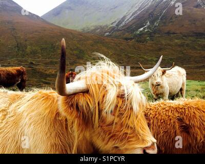 Highland Kühe auf Skye Stockfoto