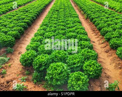 Kommerziell angebauten Kopfsalat, alderton, Suffolk, England. Stockfoto