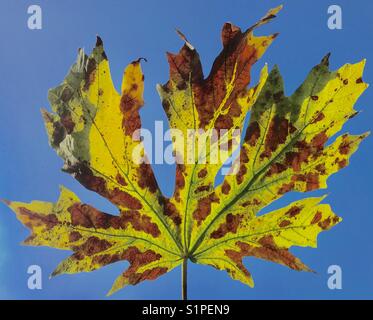 Herbstfarbe auf Blatt von Big Leaf Maple, Seattle Stockfoto