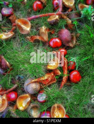 Blätter im Herbst Stockfoto