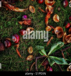 Herbstfärbung Stockfoto