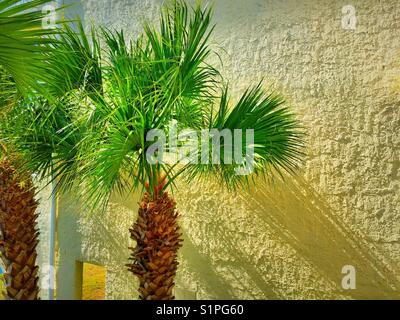 Palmetto Palme, der Staatsbaum von South Carolina und sein Schatten auf einer Stuckwand, USA Stockfoto