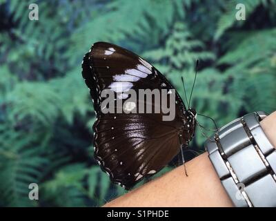 Schmetterling, der auf einer Hand liegt Stockfoto