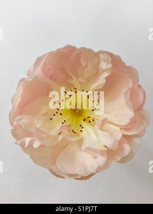 Rose, die Dame vom See, ein David Austin Rambler, blass rosa mit goldenen Staubgefäßen Stockfoto