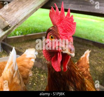 Rhode Island Red Chicken, der in die Kamera schaut Stockfoto