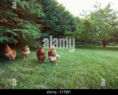 Freilaufhühner im Hinterhof, die spazieren gehen und im Gras auf Nahrungssuche gehen. Stockfoto