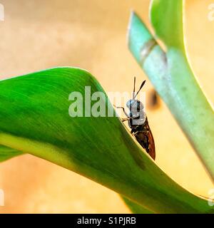 Männliche schwarze Soldaten fliegen (BSF) warten auf einem grünen Blatt. Stockfoto