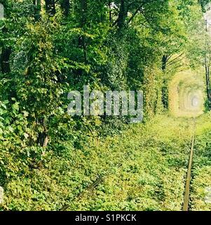 Tunnel der Liebe, Ukraine, im September Stockfoto