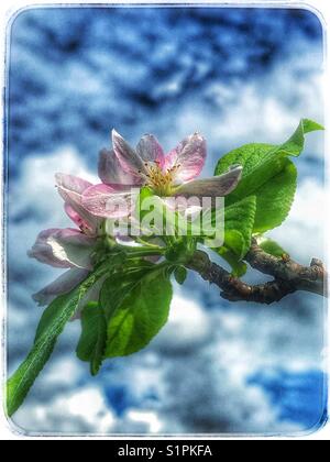 Rosa Apfelbaum blüht vor blauem Himmel und Wolken Stockfoto