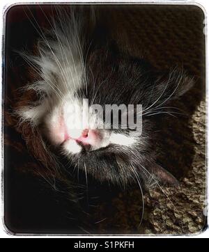 Schwarze Katze mit weißen Gesicht schlafen im Sonnenlicht Stockfoto