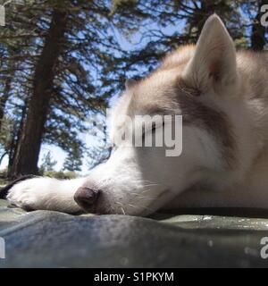 Siberian husky schlafen im Wald Stockfoto