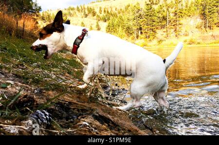 Jack Russell Terrier Hund, der aus einem See läuft und einen Stock im Mund trägt. Stockfoto