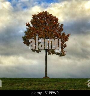 Einzelnen Baum im Herbst zeichnet sich gegen bewölkter Himmel im quadratischen Format Stockfoto