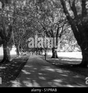 Weg mit Bäumen am Jesus Green Park, Cambridge, Großbritannien Stockfoto