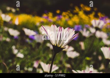 Makro Daisy. Stockfoto