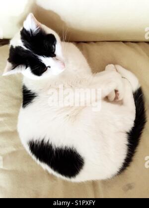 Tuxedo cat mit interessanten Markierungen auf Sofa zusammengerollt Stockfoto