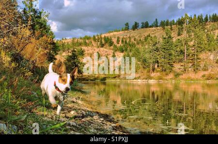 Hund läuft an einem sonnigen Tag am Seeufer entlang. Stockfoto