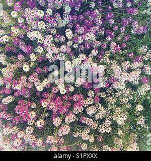 Lila, rosa und weiße Blüten im Spätsommer. Alyssum. Stockfoto