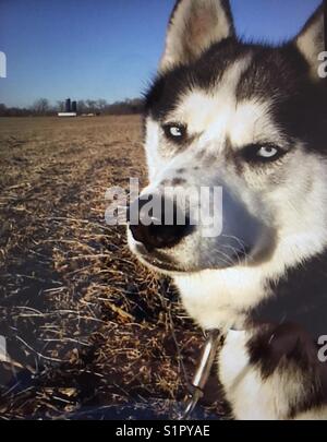 Hund auf dem Bauernhof Stockfoto