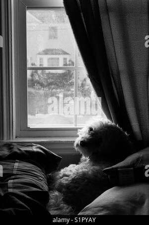 Süßer Hund schaut zurück und nimmt eine Bremse von starrte aus dem Fenster Stockfoto