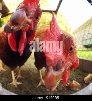 Nahaufnahme von zwei Rhode Island Red Chicken Gesichtern, die den Fotografen überprüfen Stockfoto