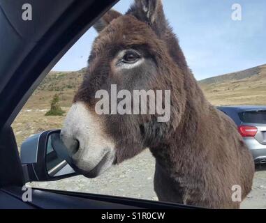 Esel am Auto Tür innen suchen Stockfoto