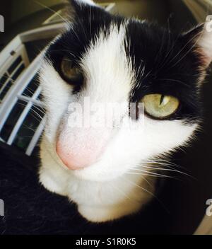 Nahaufnahme des Smoking-Katzengesichts Stockfoto