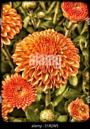 Leuchtend orange Mütter Stockfoto