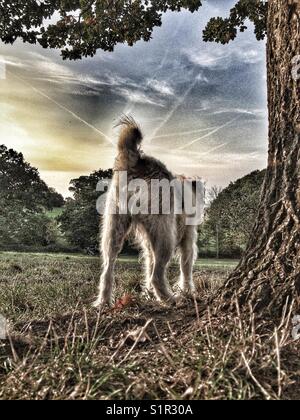 Rückansicht der Hund auf dem Spaziergang Vermessung ein Feld Stockfoto