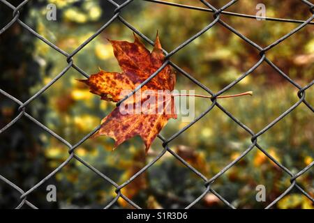 Blatt verfangen in Zaun Stockfoto