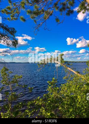 Filiale über Büsche am See Stockfoto