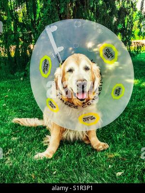 Golden Retriever mit Kegel Stockfoto