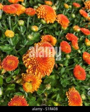 Lebendige Hailey Orange Mütter im warmen Sonnenlicht Stockfoto