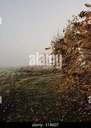 Golden Tree in nebligen Morgen. Stockfoto