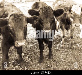 Drei Kälber in einem Feld Stockfoto