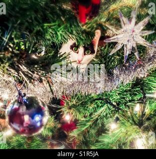 Katze und Hund in Weihnachtsbaum Stockfoto