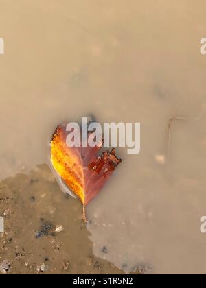 Gefallenen Herbst Blatt in einer Pfütze von Regenwasser Stockfoto