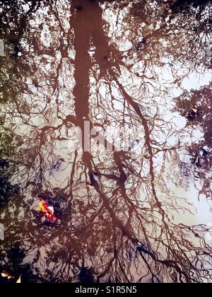 Reflexion eines Baumes in einer Regenwasserpfütze Stockfoto