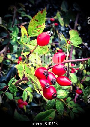 Rote Hagebutten Stockfoto