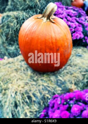 Kürbis auf einem Heuballen in einer farbenfrohen Halloween-Ausstellung, USA Stockfoto
