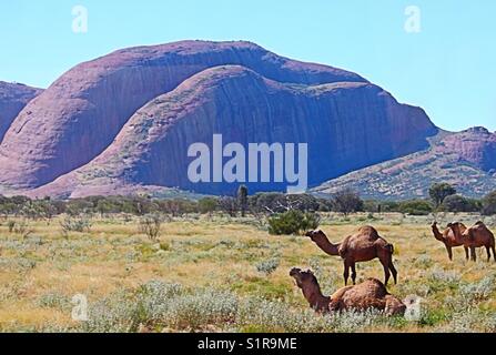 KATA Tjuta (Die Olgas) Stockfoto