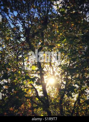 Am späten Nachmittag Sonnenlicht, das durch eine London plane Tree. Stockfoto