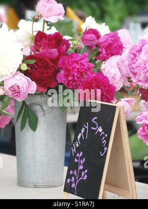 Pfingstrosen am Bauernmarkt, Bainbridge Island, WA. USA Stockfoto