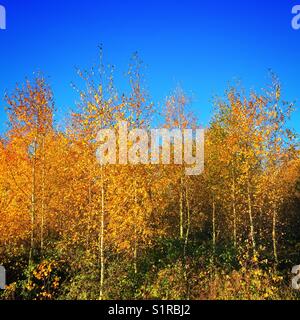 Goldener Herbst lässt auf Silber Birken. Stockfoto