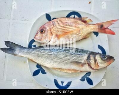 Goldbrasse und Seebarsch, frisches Wild Fisch Stockfoto