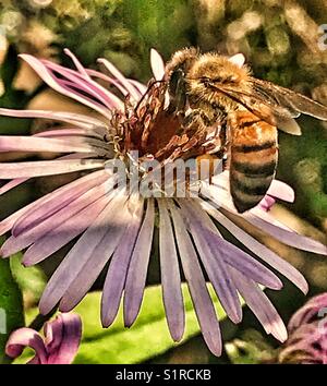 Eine Honigbiene sammelt Pollen aus einer violetten Wildblume Stockfoto