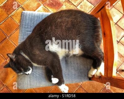 Schwarze Sandkatze, schlafend auf einem Stuhl, draußen, Blick aus einem hohen Winkel Stockfoto