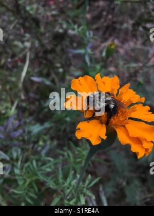 Biene auf Ringelblume Stockfoto