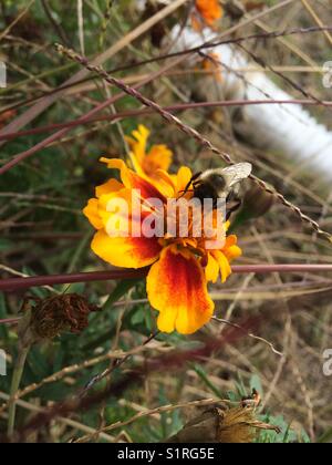 Biene auf Ringelblume Stockfoto